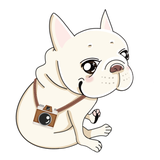 ハニーソルト