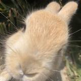 さぼてんぐ
