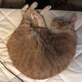 モッ部