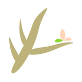 桜の枝