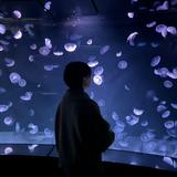 カトウ〈動画編集者〉