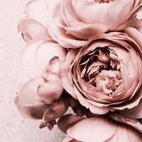 Lily_5