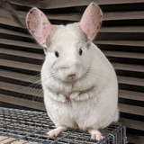 aki0280