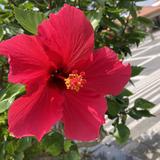 ひまわり0209
