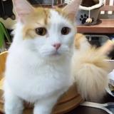 リモンチェッロ123