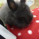 もものき　ももこ