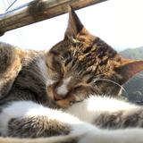 ねこさまんさ