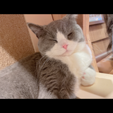 OL ももちゃん
