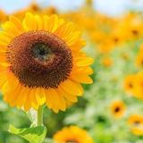 ひまわりWebクリエイター