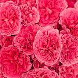 占い　紅芭　～くれは～