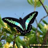 アヲイチョウ
