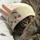 いのしょー