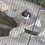 亘酉 wataritori