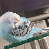 みささ_oiseau