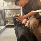 犬じゃらし