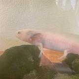 しろうぱ