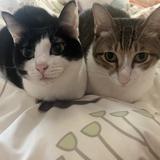 ゆずごまぽんず