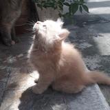 neko_zvz
