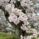 Alice_photo