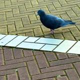 みんなのわ