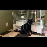 Channmai看護師、保護猫、2児母