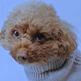 merry dog