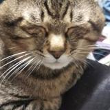 和猫  なごみねこ