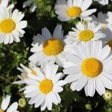 はる‪✿癒し声‪✿