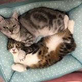 ナナまゆ