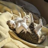 猫好き立花さん