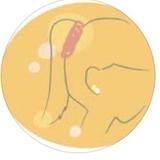 めぐみや｜信頼を可視化（医療デザイナー）