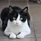 NOVCAT