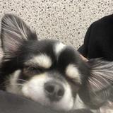 ひなちま。