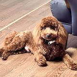 toshi0939