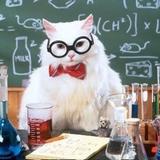 猫仙人