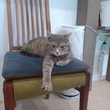 猫オタクねね