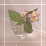 yuyu_p