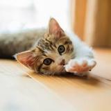 とある愛猫家