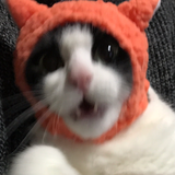 岡本さくら