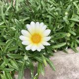 まーて デザイナー【最速返信】
