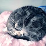 ChumeCat
