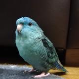 iku 2021