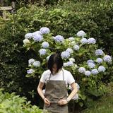 ブランドデザインあやの