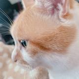 mimico_creator