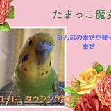 埼玉発信　たまっこ魔女　三上琴子
