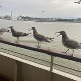 咲の介