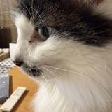 まめすけたぬきねこ