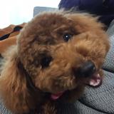 犬派の犬子