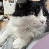 伽羅 麗