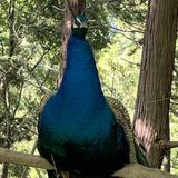 橿原るり